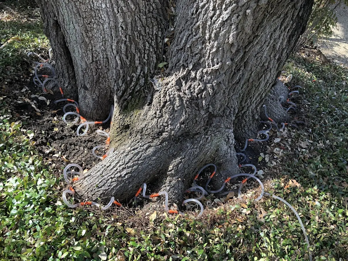 Detailed Tree Cabling and Bracing job site in Pottsville