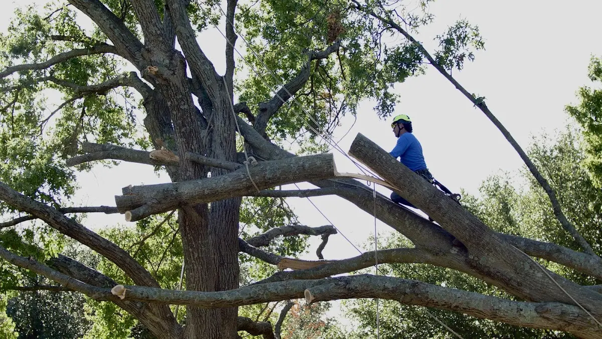 Professional Crown Thinning performed by certified arborists in Pottsville